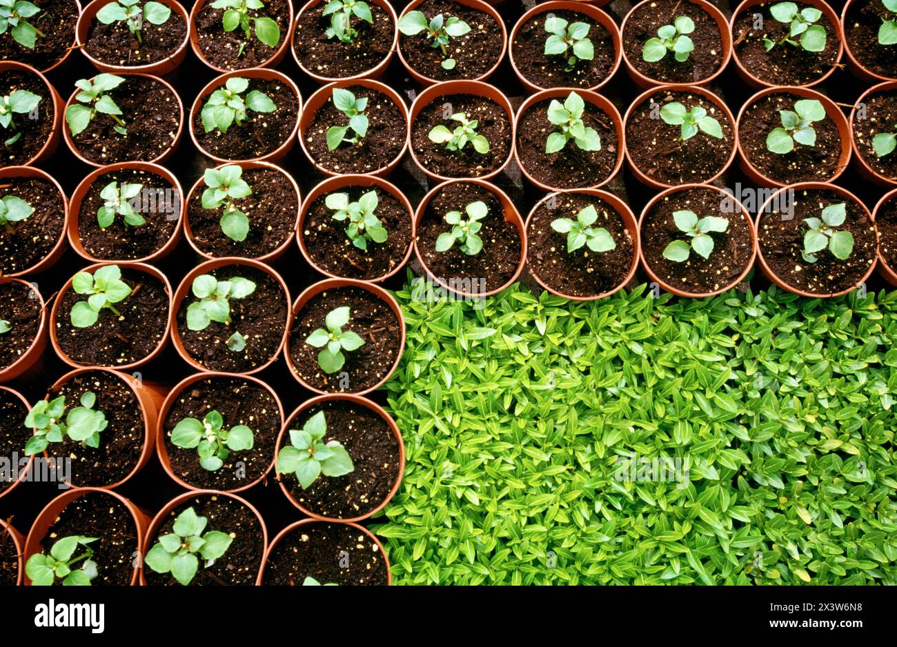 Greenhouse, flowerpots Stock Photo