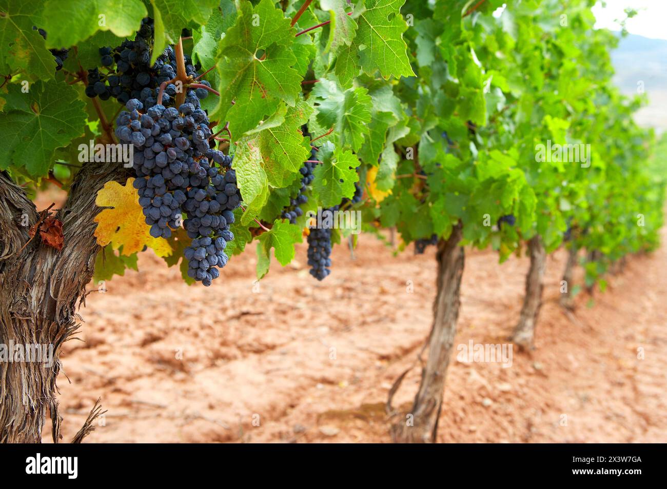 Vineyards, Villamayor de Monjardin, Navarra Stock Photo