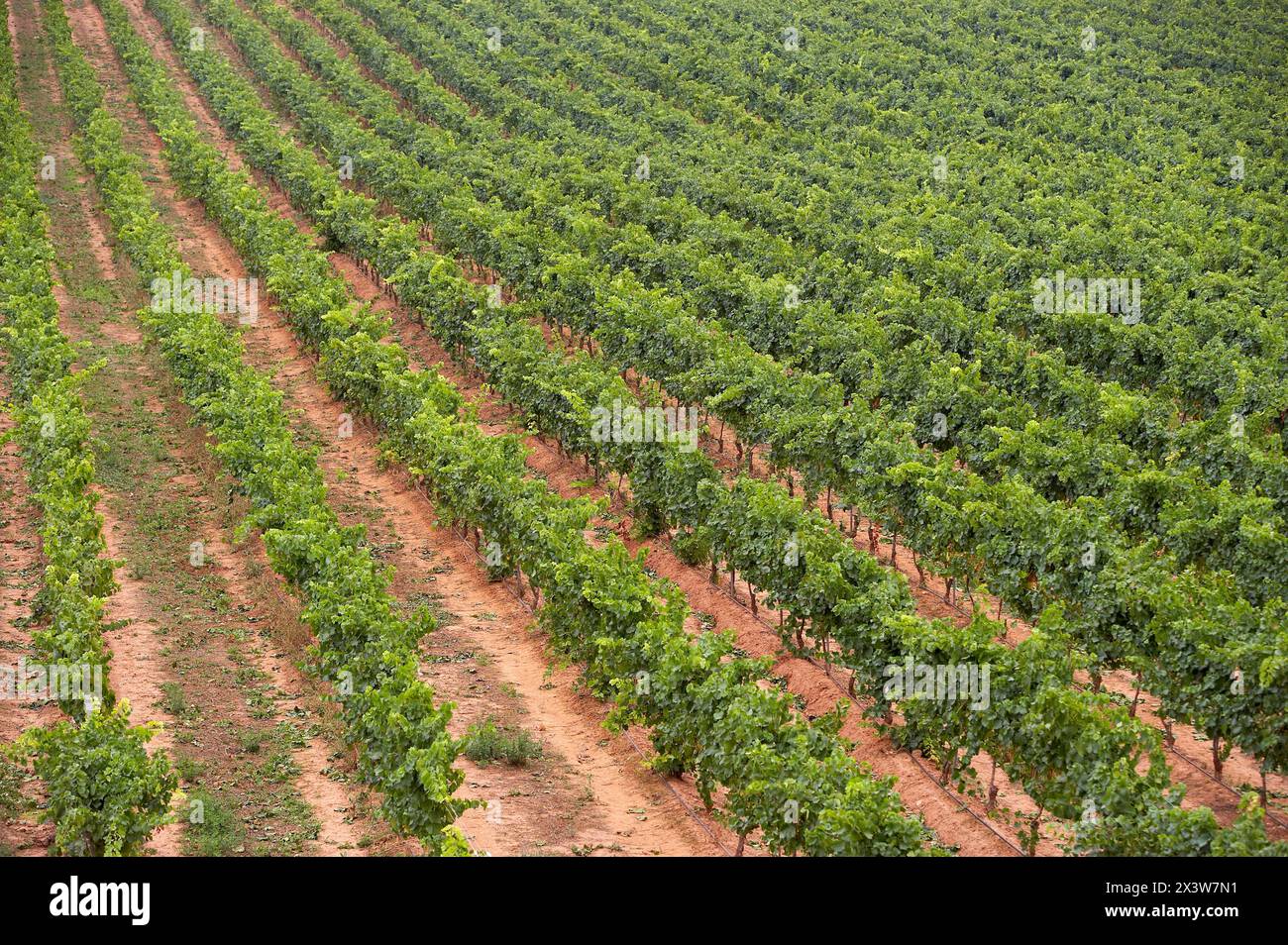 Vineyards, Villamayor de Monjardin, Navarra Stock Photo