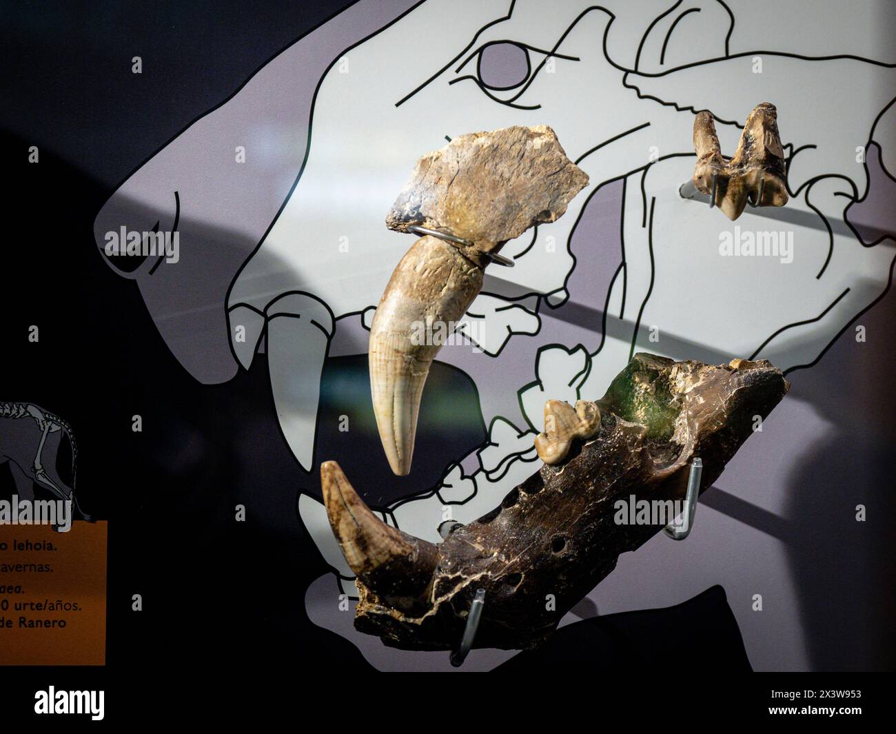 mandibula, león de las cavernas , Panthera leo spelaea , Pleistoceno ...