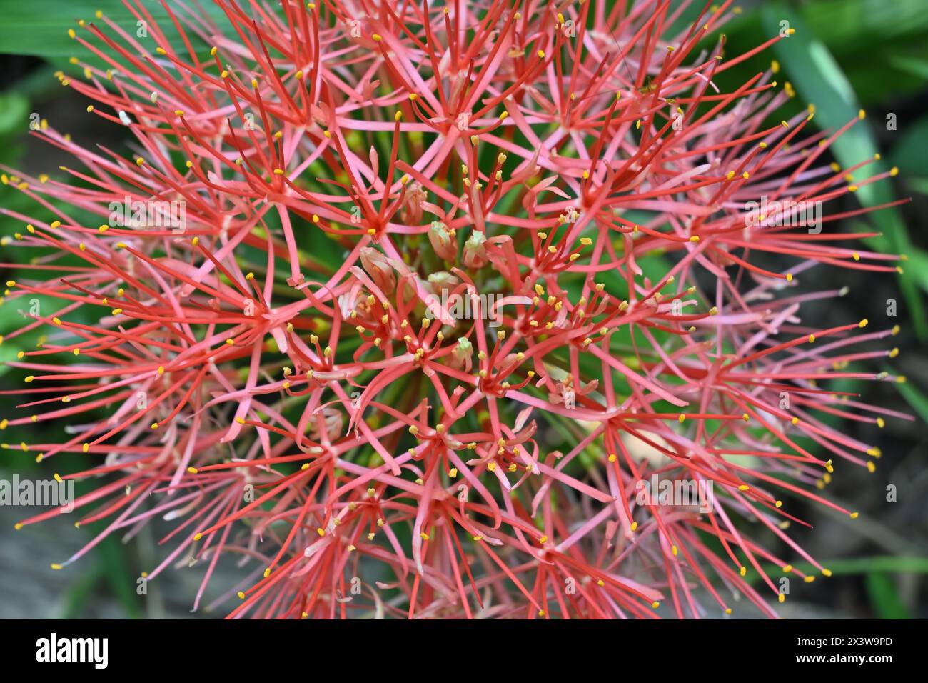 Close up view of an inflorescence of a fireball lily (Scadoxus multiflorus) plant. These flowers also known as the blood lily, ball lily and blood flo Stock Photo
