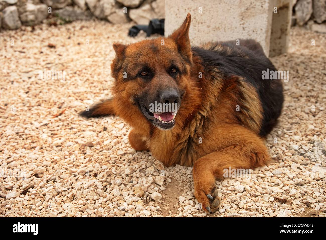 Portrait of German shepherd lying on the ground Stock Photo