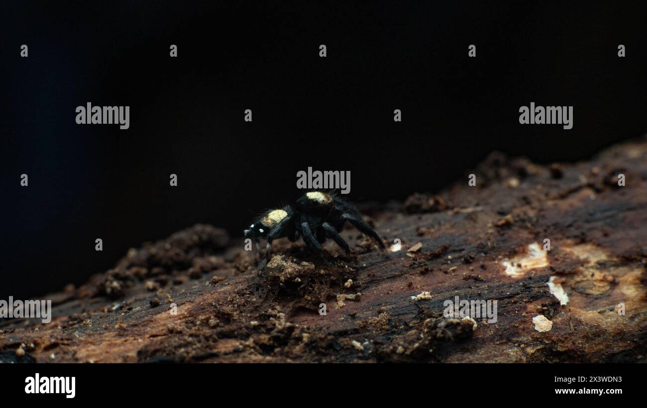 side view of jumping spider, sword-bearing jumping spider thorelliora ensifera on a decayed log Stock Photo