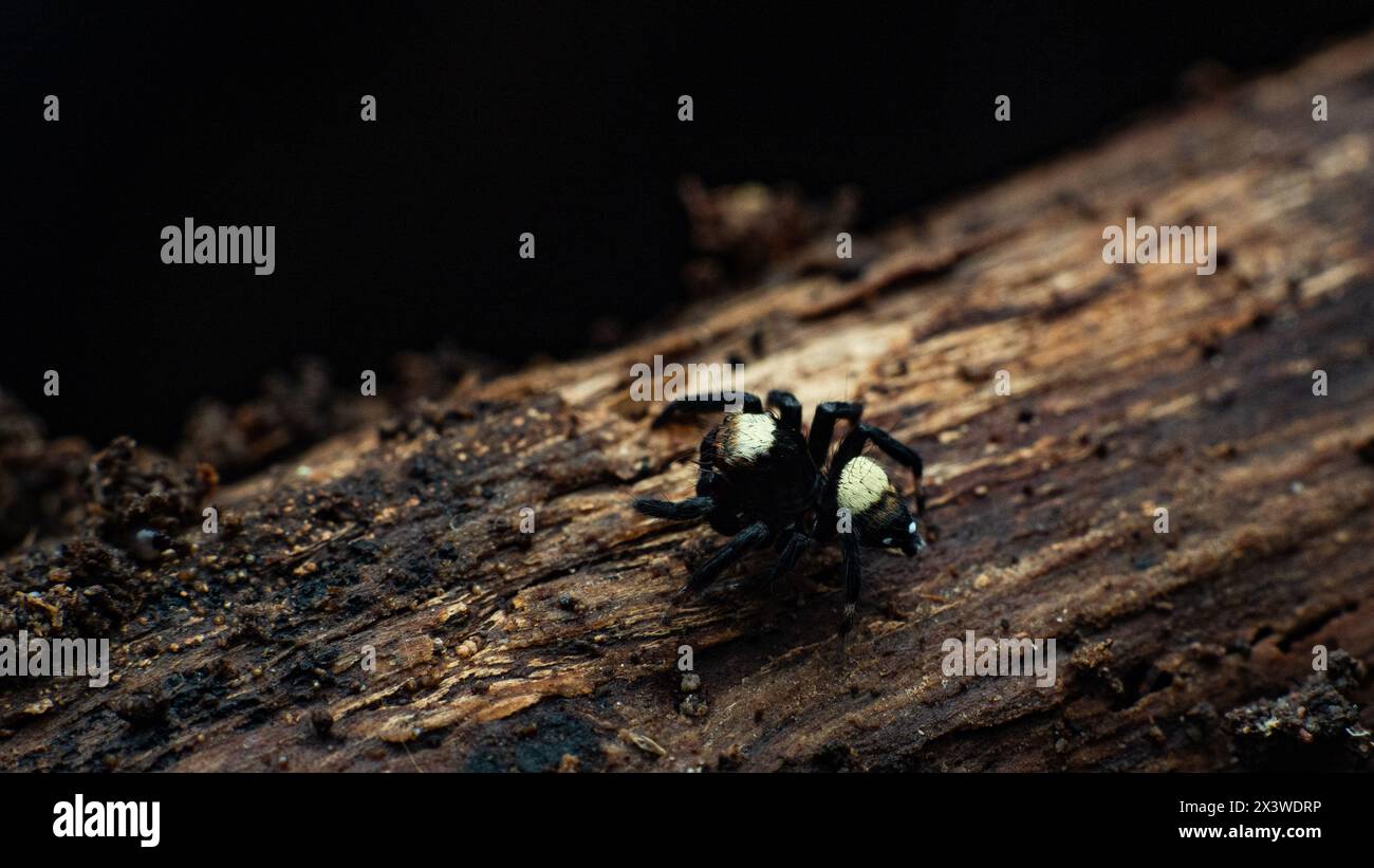 top view of thorelliola ensifera or sword-bearing jumping spider on a decayed log Stock Photo