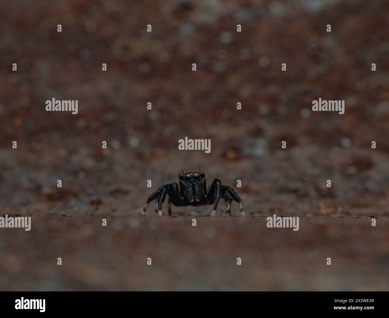 front view of sword bearing jumping spider with beautiful eyes, with brown metal background Stock Photo