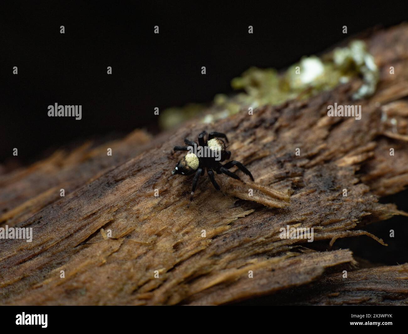 top view of thorelliola ensifera, sword-bearing jumping spider on wet wood Stock Photo