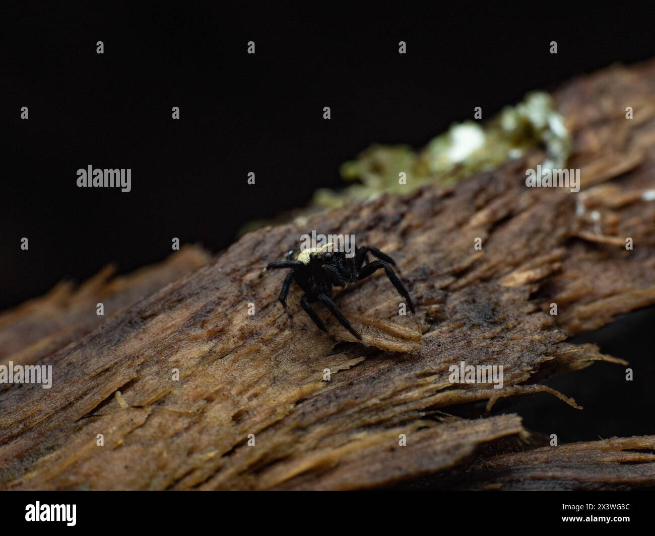 front view of sword-bearing jumping spider on wet wood Stock Photo