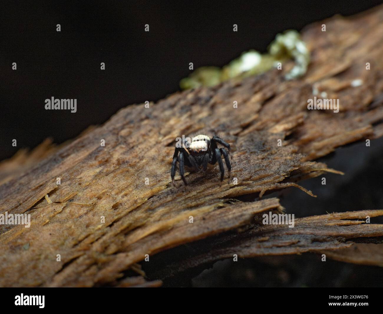 front view of sword-bearing jumping spider thorelliola ensifera on a wet wood Stock Photo