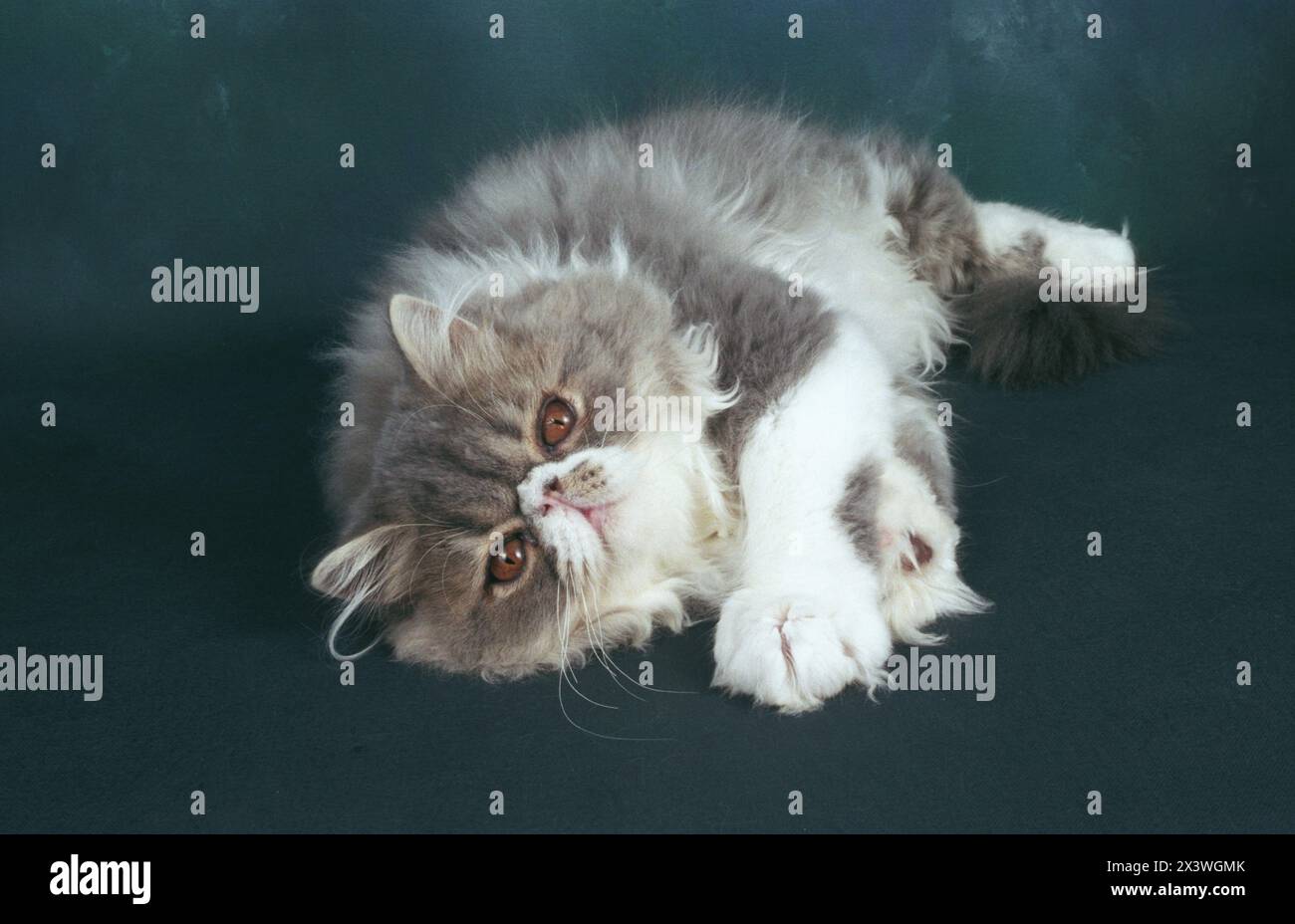 Small Persian Kitten Rolling Around Playing on a Dark Background Stock Photo