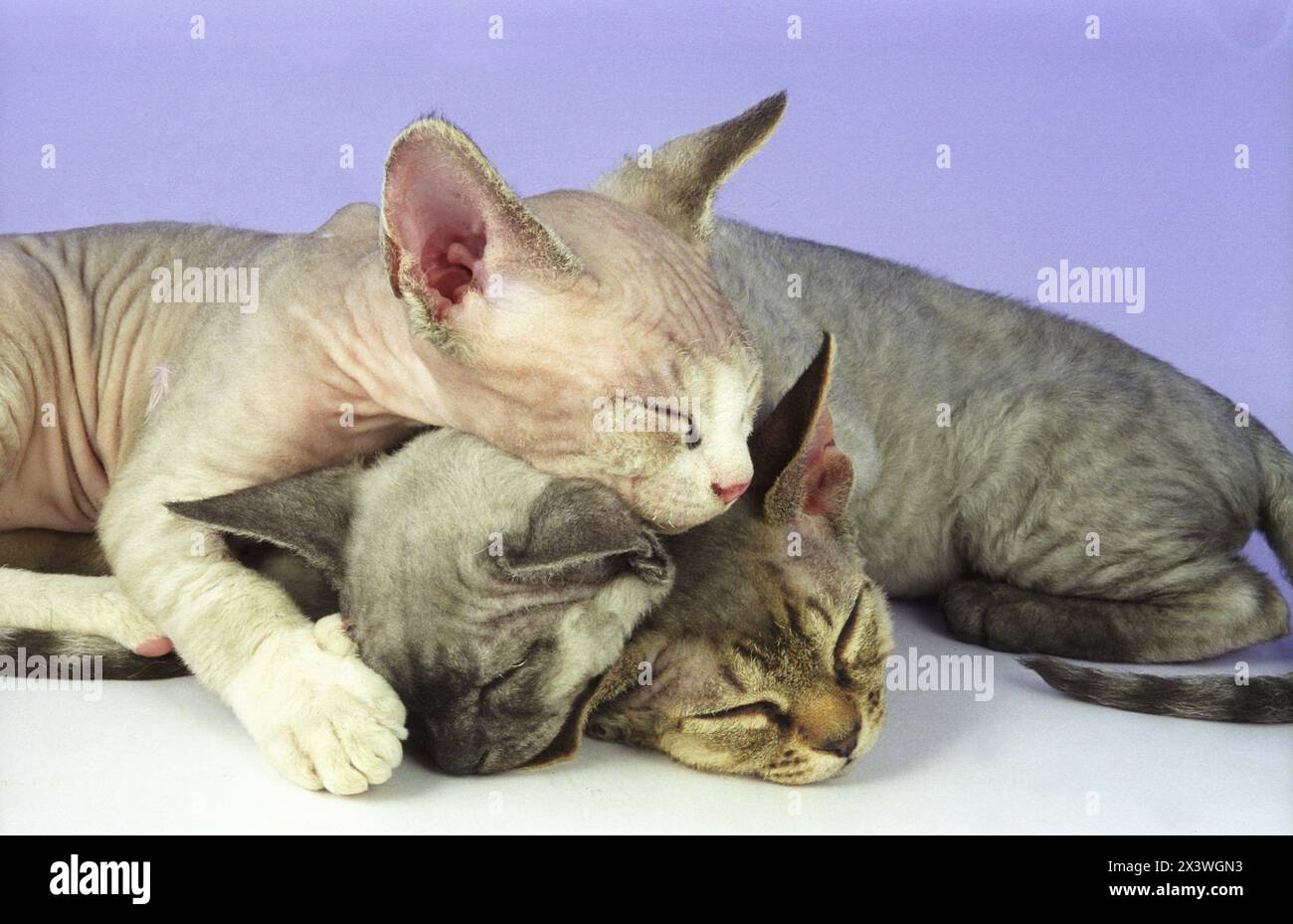 Three  Adorable Cute Little Devon Rex Kittens Sleepy Heads Stock Photo