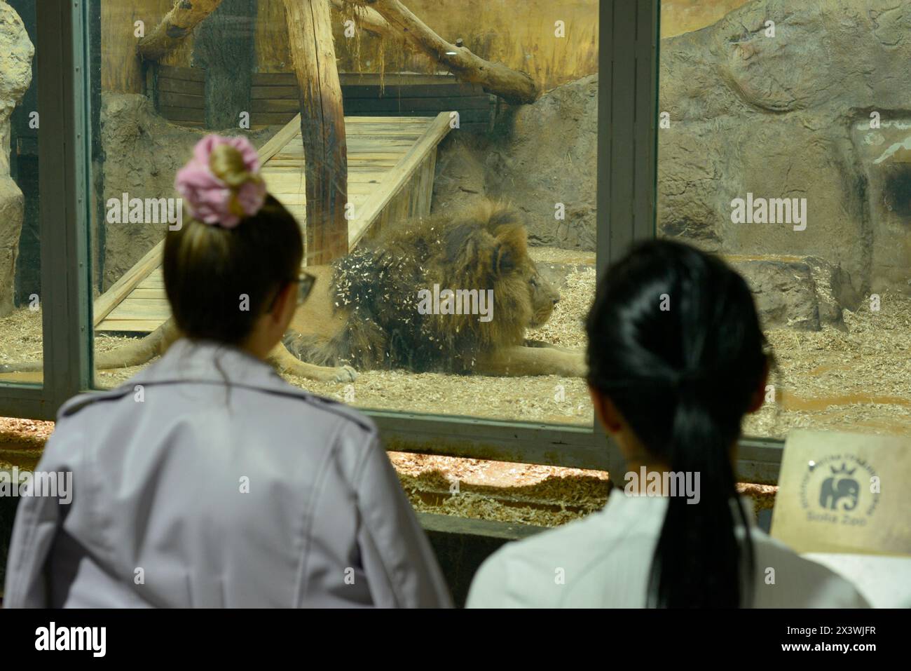 Old sick Lion Panthera leo in captivity in its glass cage and people visitors in Sofia Zoo, Sofia Bulgaria, Eastern Europe, Balkans, EU Stock Photo