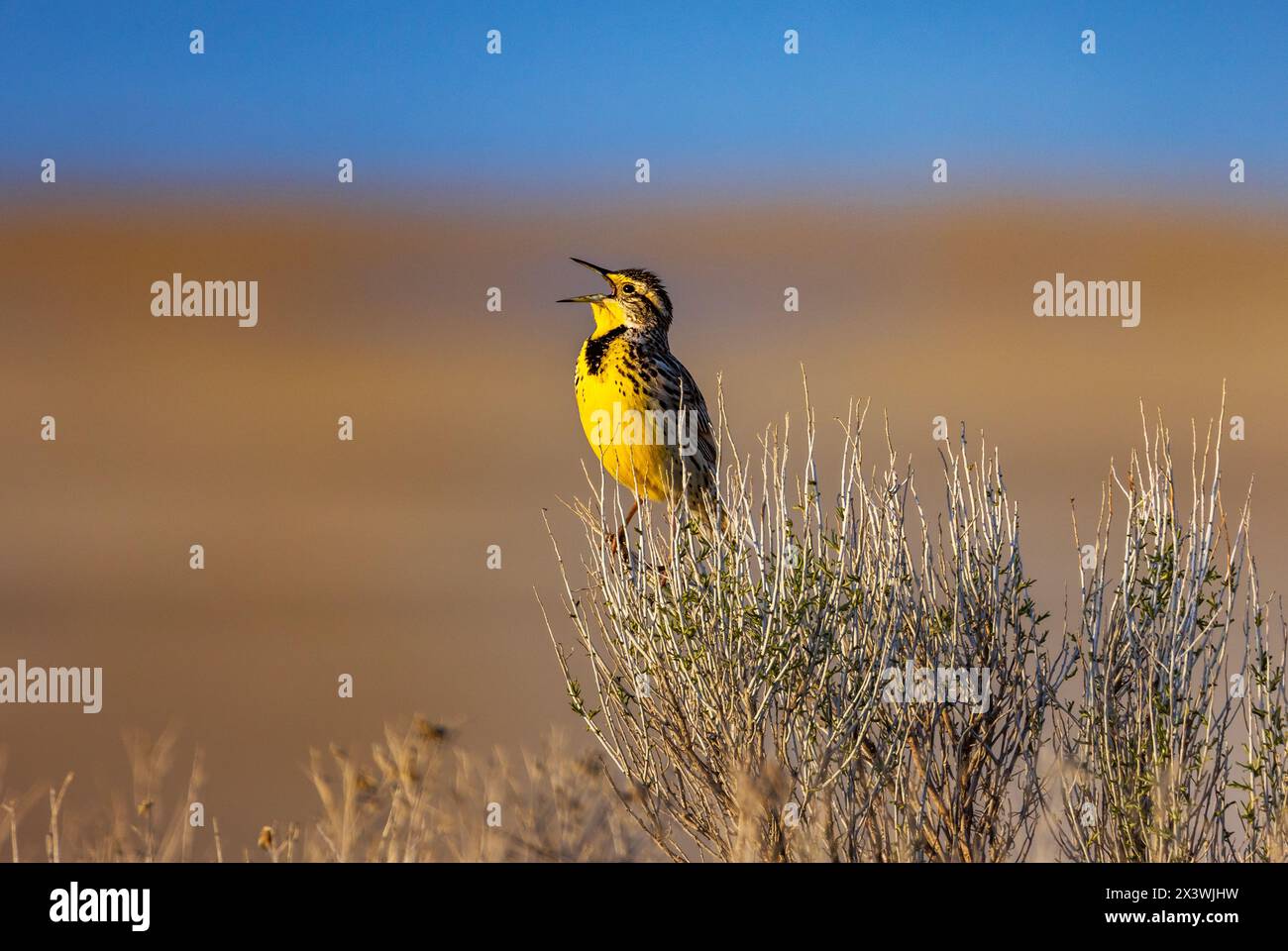 An exuberant Western Meadowlark (Sturnella neglecta) sings its springtime song from a Rabbitbrush perch on Antelope Island State Park Utah, USA. Stock Photo