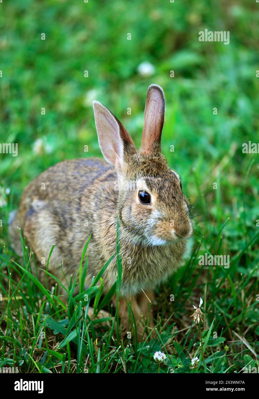 Eastern cottontail rabbit Stock Photo - Alamy