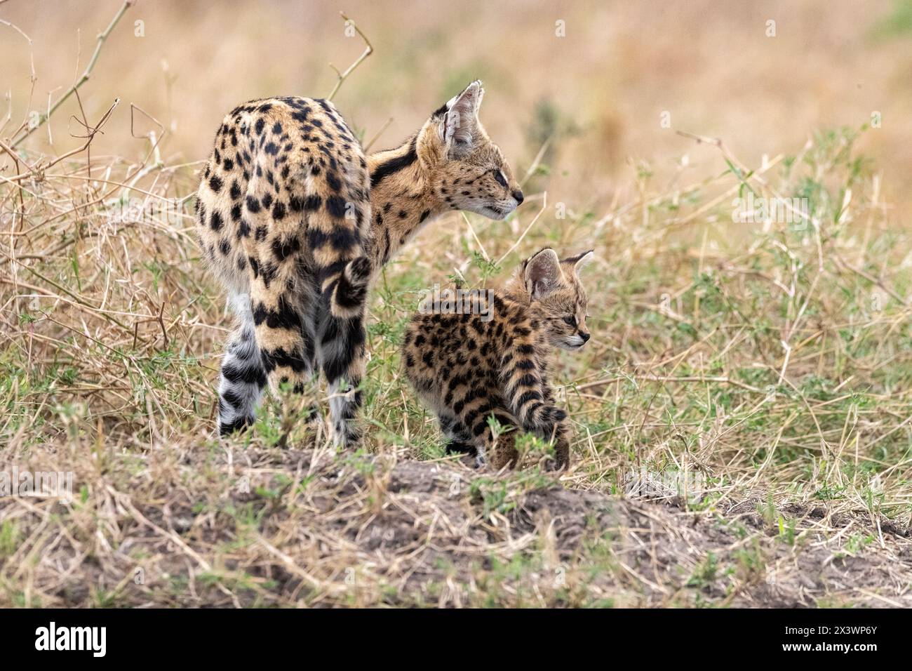 Serval (Felis serval, Leptailurus serval). Mother and young (2 month ...