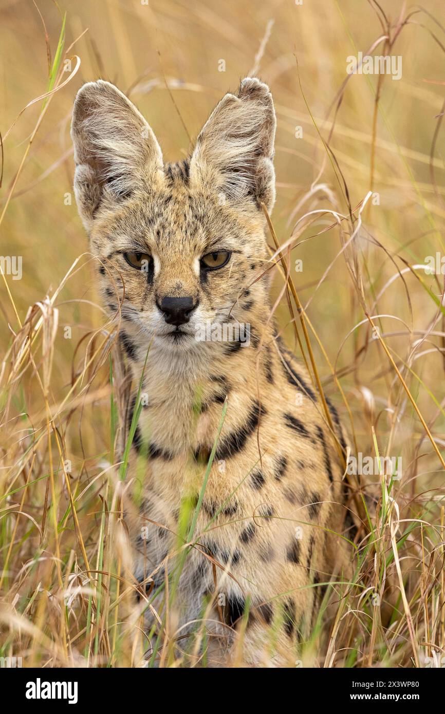 serval-felis-serval-leptailurus-serval-sitting-in-dry-grass-maasai