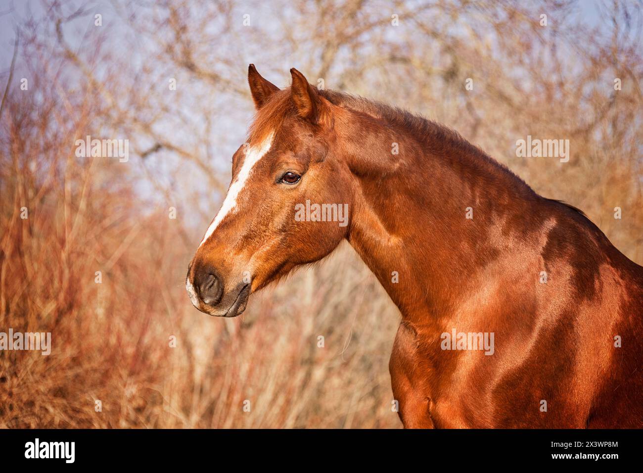 American Quarter Horse. Portrait of chestnut mare. Germany. Stock Photo