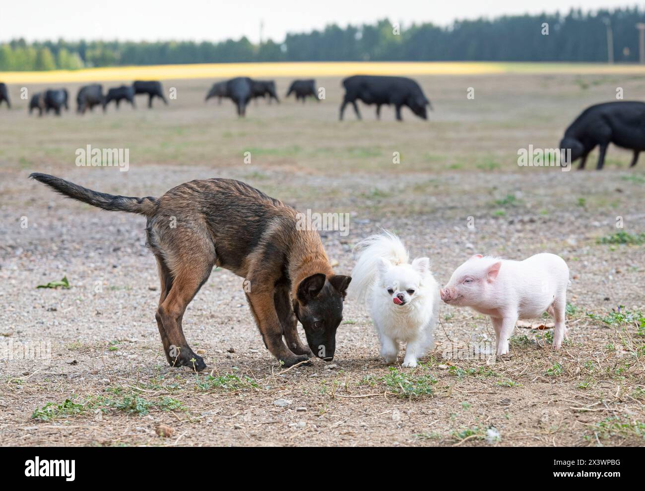 piglet, chihuahua and malinois in front of farm Stock Photo