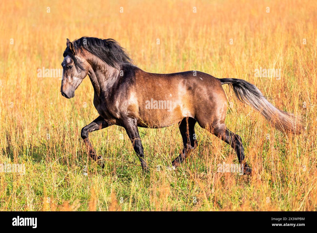 Paso Fino. Juvenile stallion performing a toelt in an Asparagus field. Germany Stock Photo