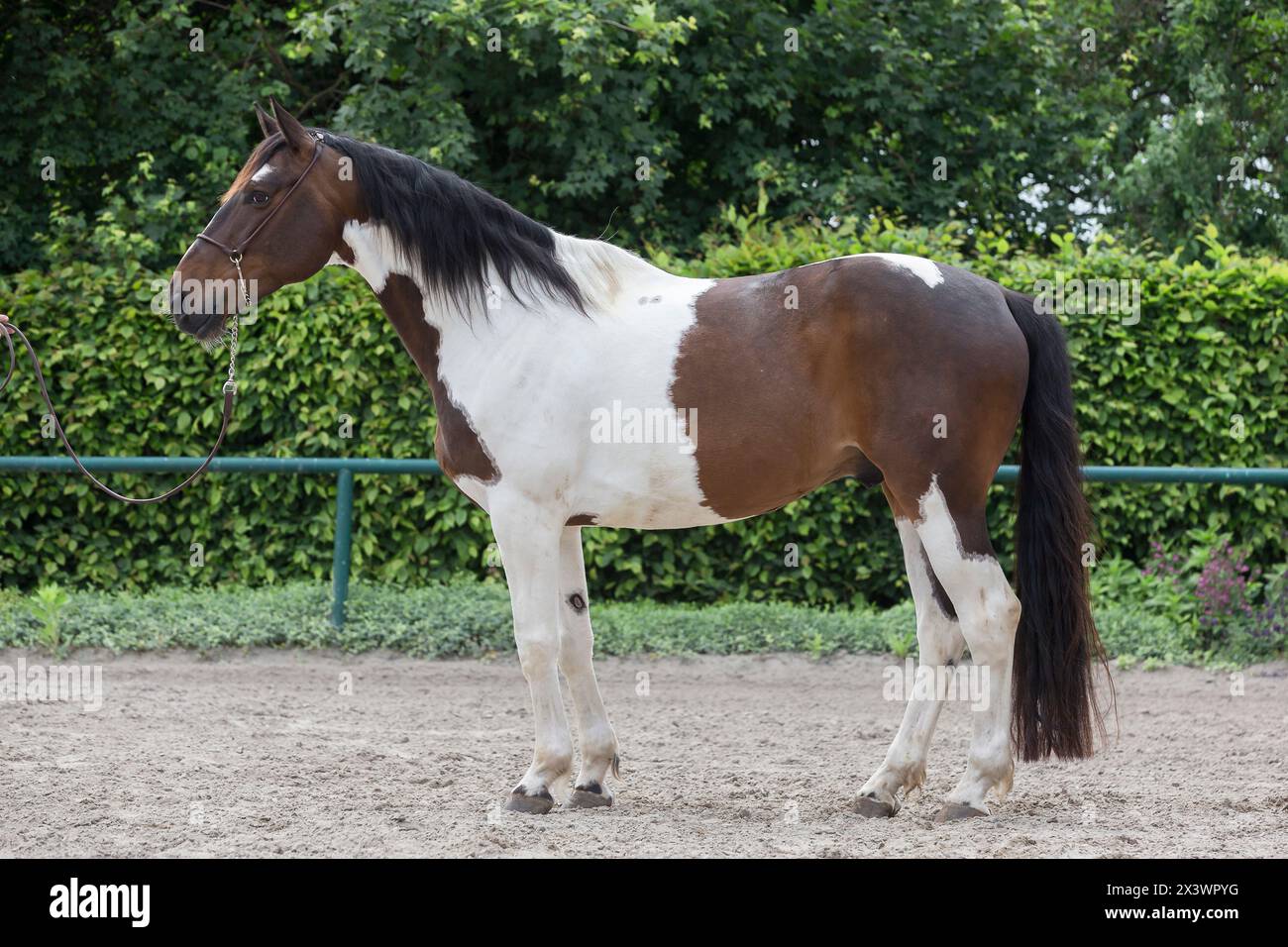Pinto Horse standing, seen side-on. Germany. Stock Photo