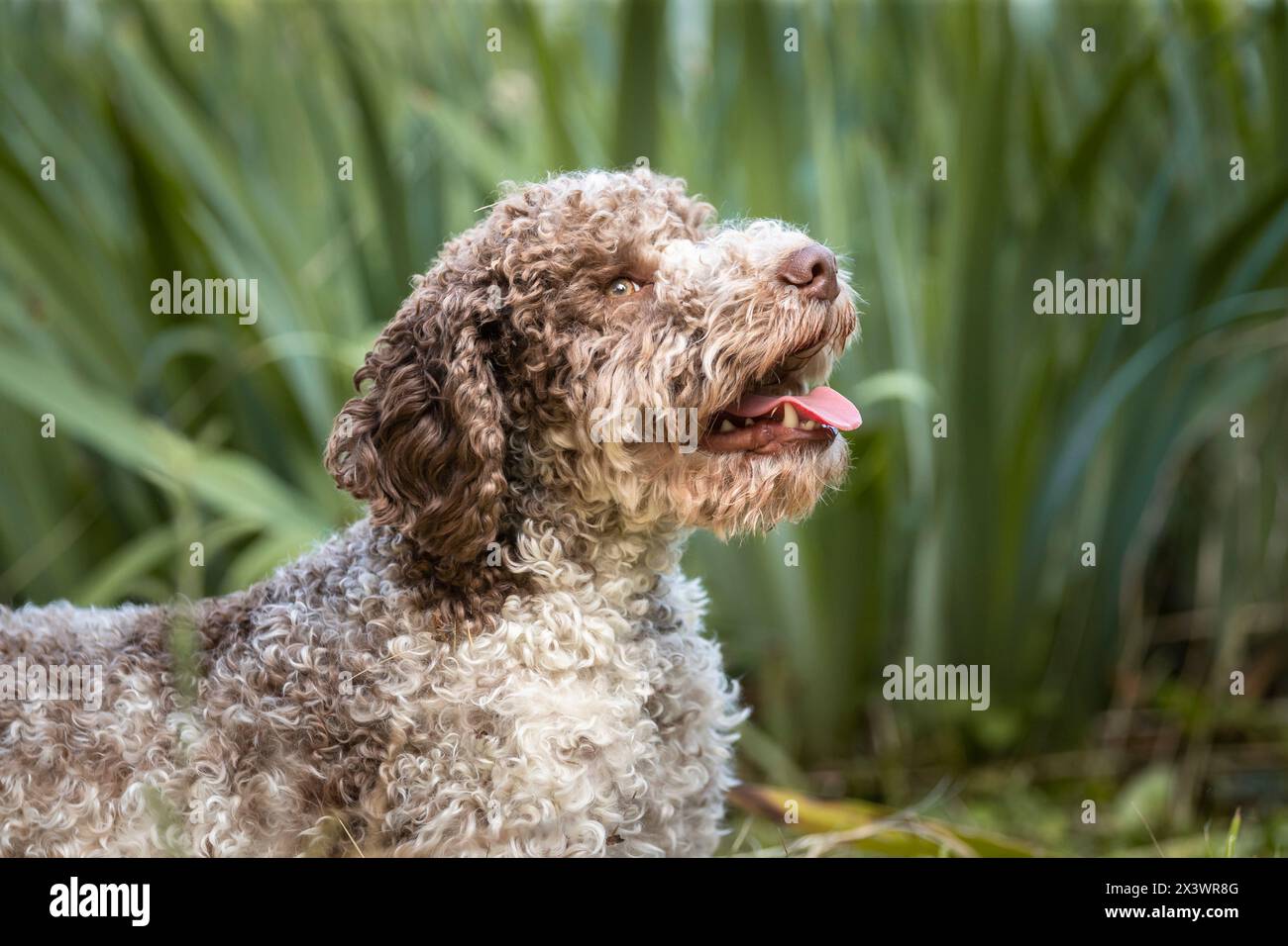 Lagotto Romagnolo. Portrait of adult on a meadow. Italy Stock Photo