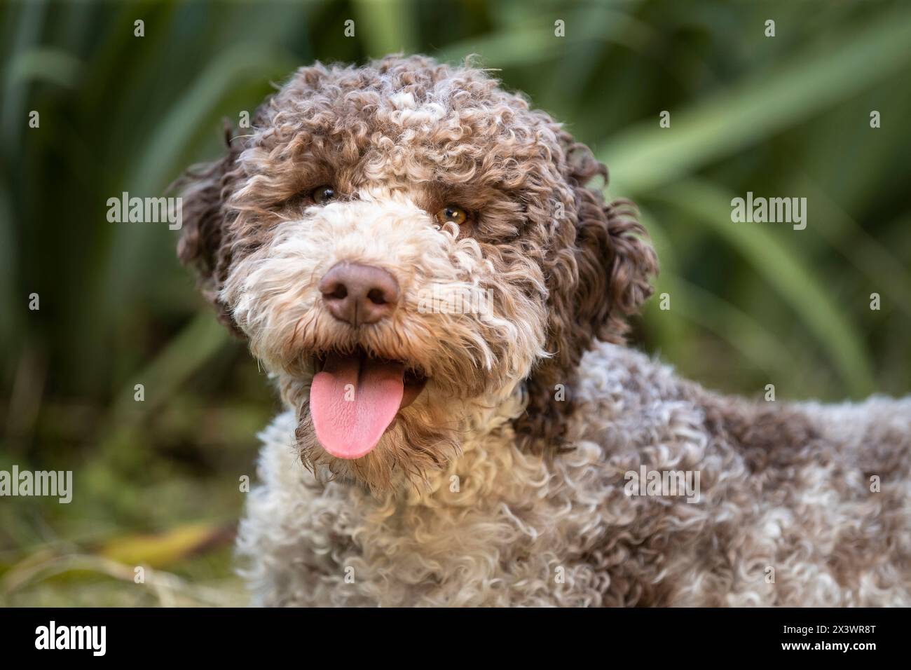 Lagotto Romagnolo. Portrait of adult on a meadow. Italy Stock Photo