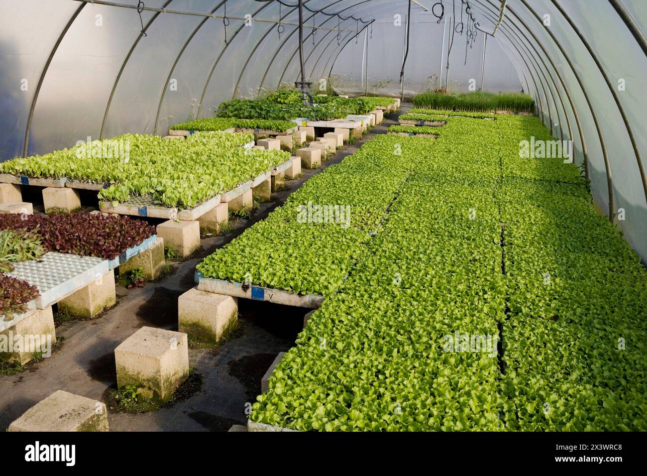 seedbed, plants lettuce, greenhouse. garden center. Stock Photo