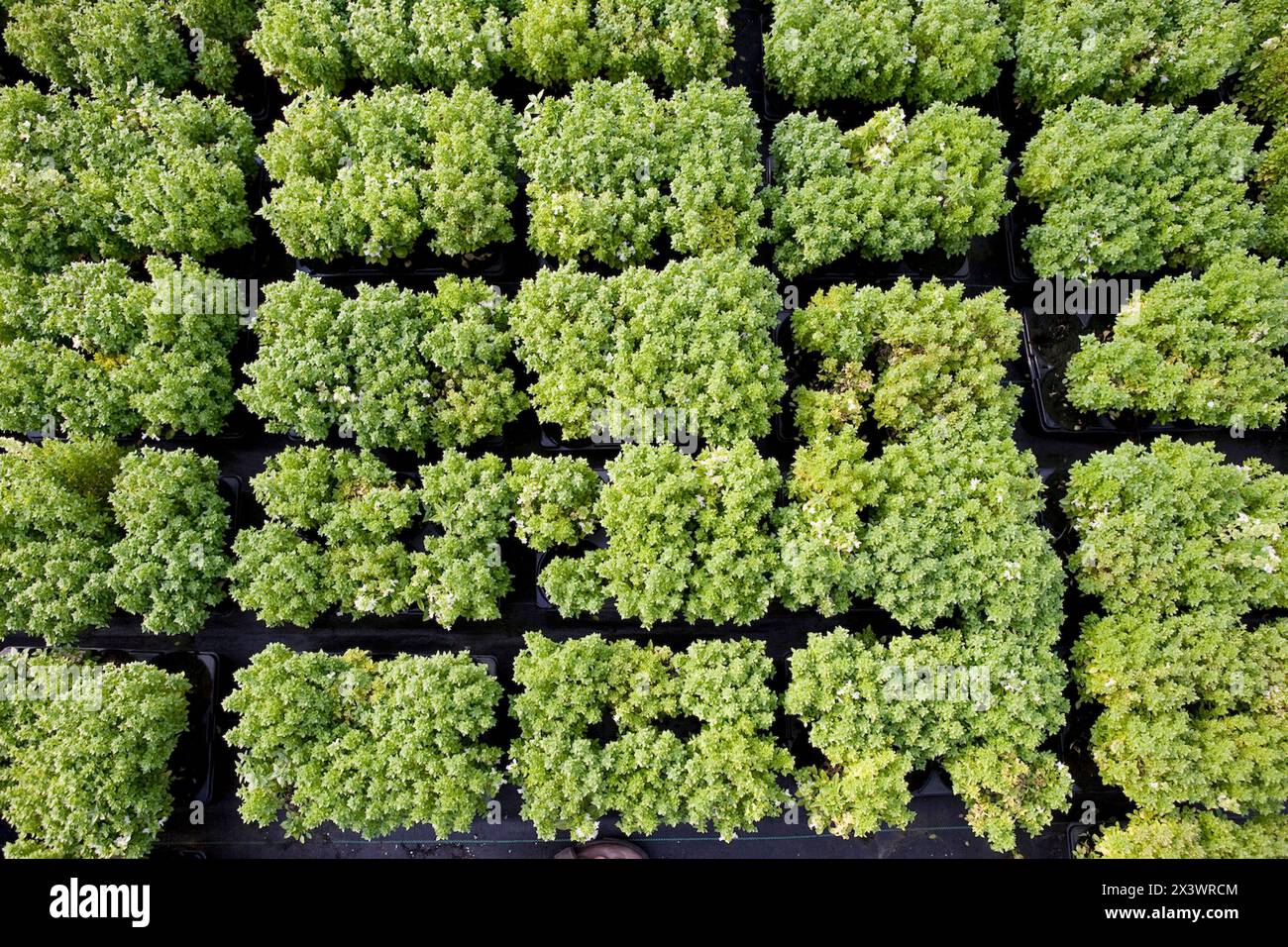 seedbed, Plants, greenhouse Stock Photo - Alamy