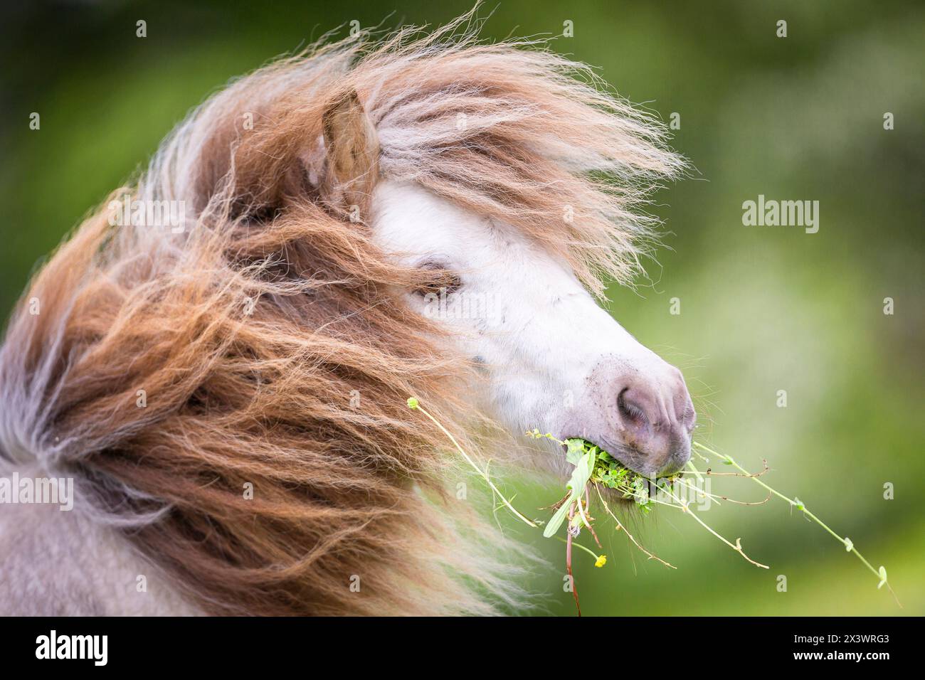 Falabella miniature horse. Portrait of a stallion Stock Photo