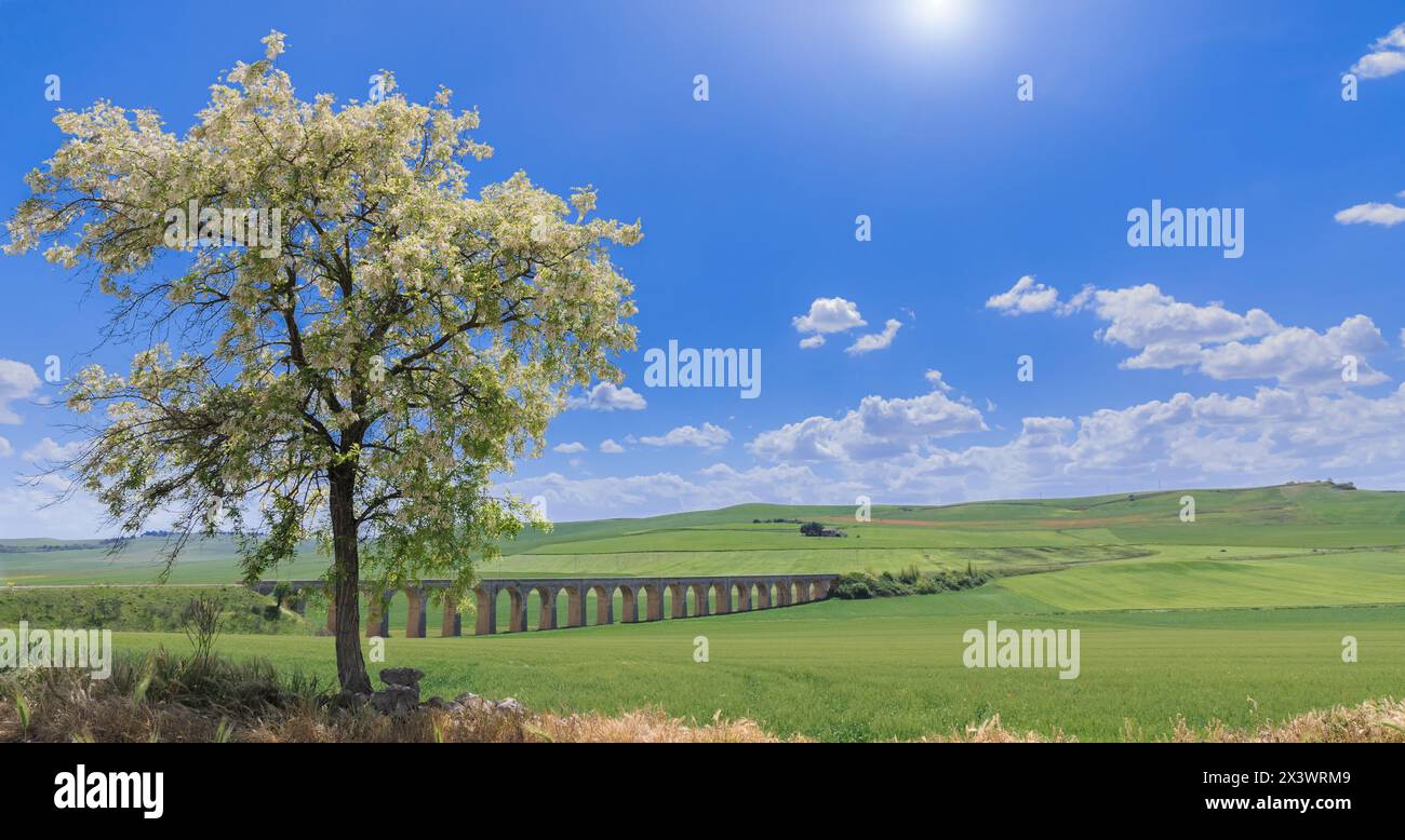 Apulia landscape: flowering tree with green hills crossed by viaduct. Stock Photo
