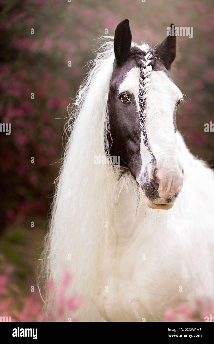 Drum Horse. Portrait of piebald stallion. France Stock Photo