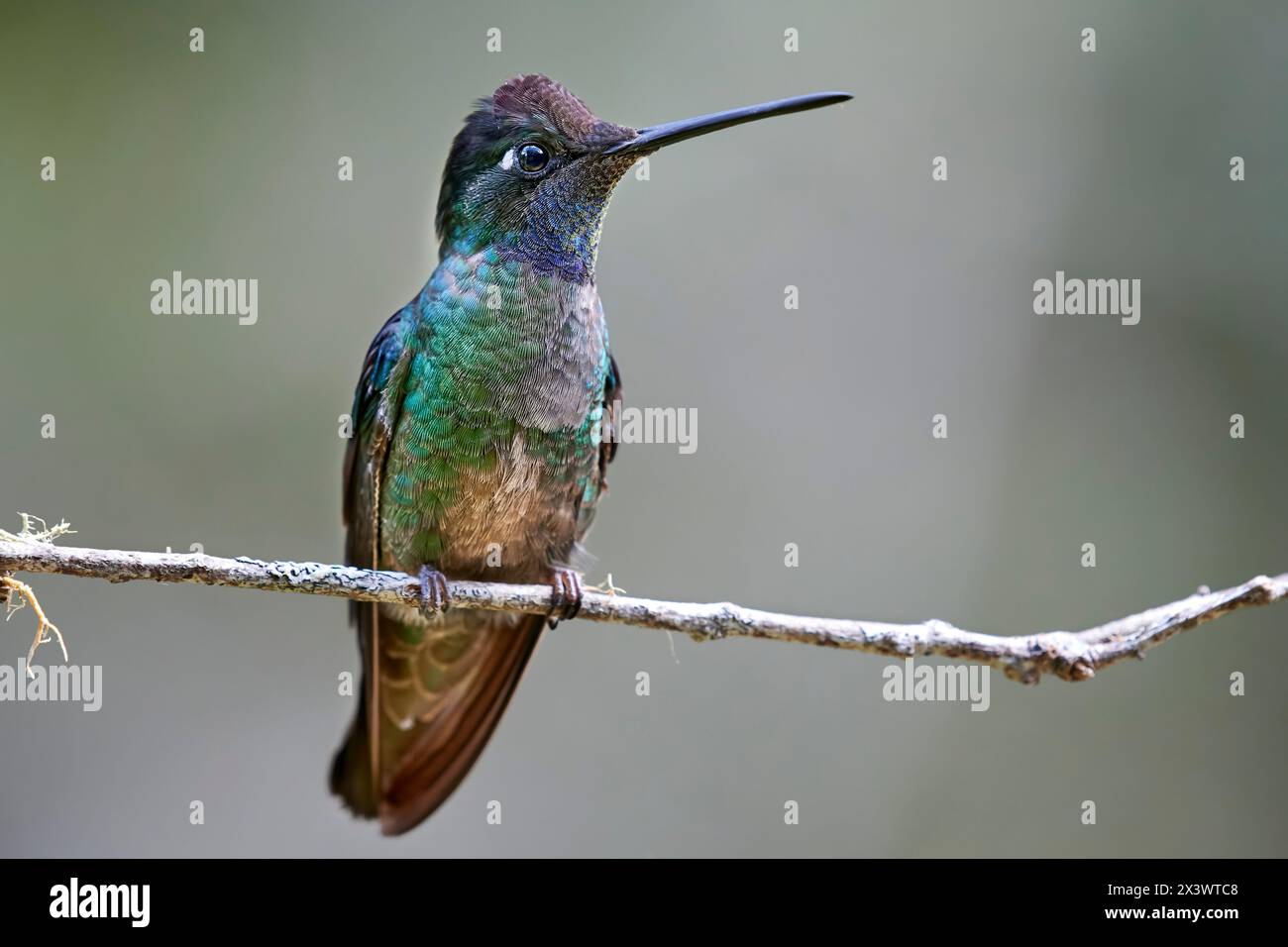 Talamanca hummingbird,  Magnificent Hummingbird. Admirable hummingbird (Eugenes spectabilis). Adult perched on a twig. San Gerardo de Dota, Costa Rica, Central America Stock Photo