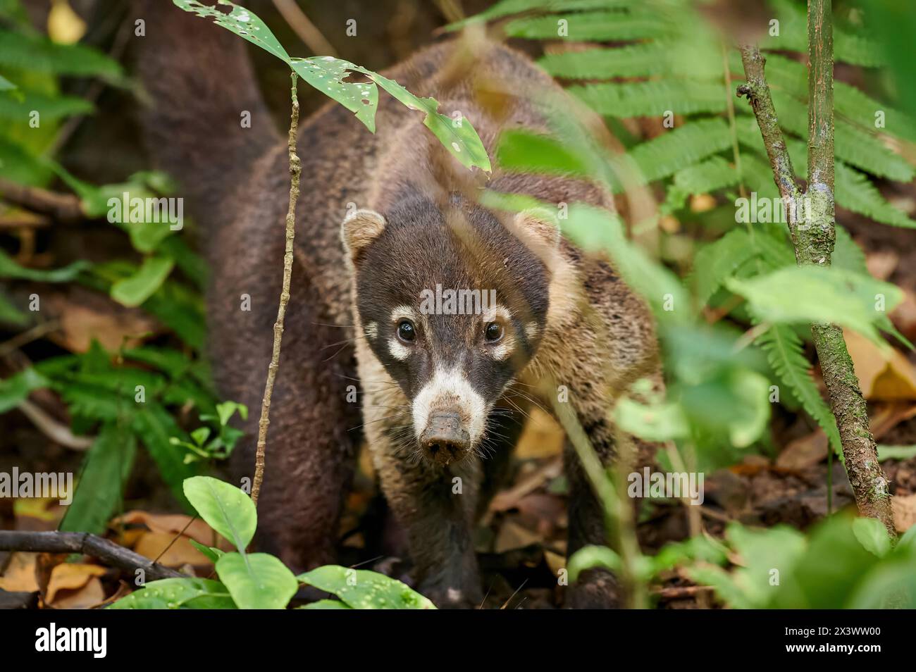 Pizote, White-nosed Coati, Antoon (Nasua narica). Adult standing in ...