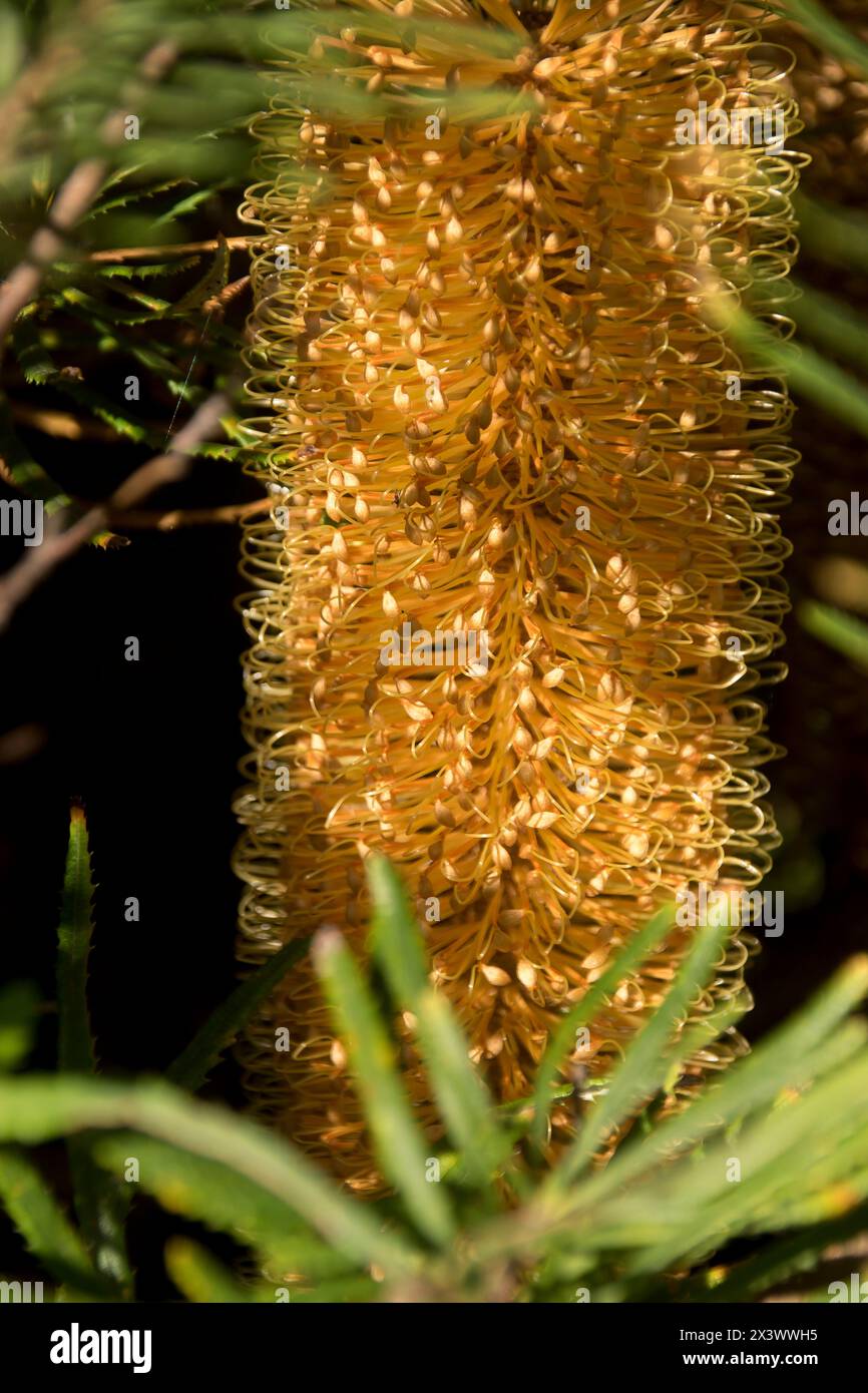 Single flower of orange-yellow Australian native Hairpin Banksia shrub, banksia spinulosa, in Queensland garden. Stock Photo