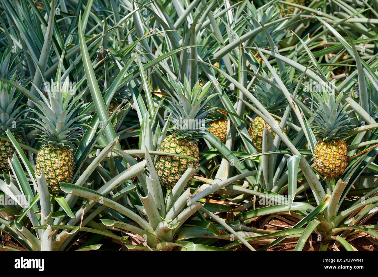 Pineapple (Ananas comosus). Field with fruiting plants near Pital, Costa Rica, Central America Stock Photo