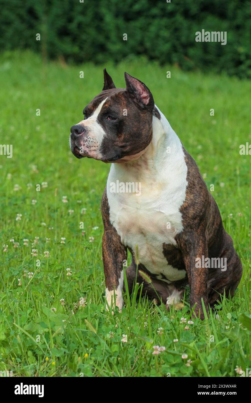 Beautiful American Staffordshire Terrier Amstaff Dog In The Meadow beautiful-american-staffordshire-terrier-amstaff-dog-in-the-meadow