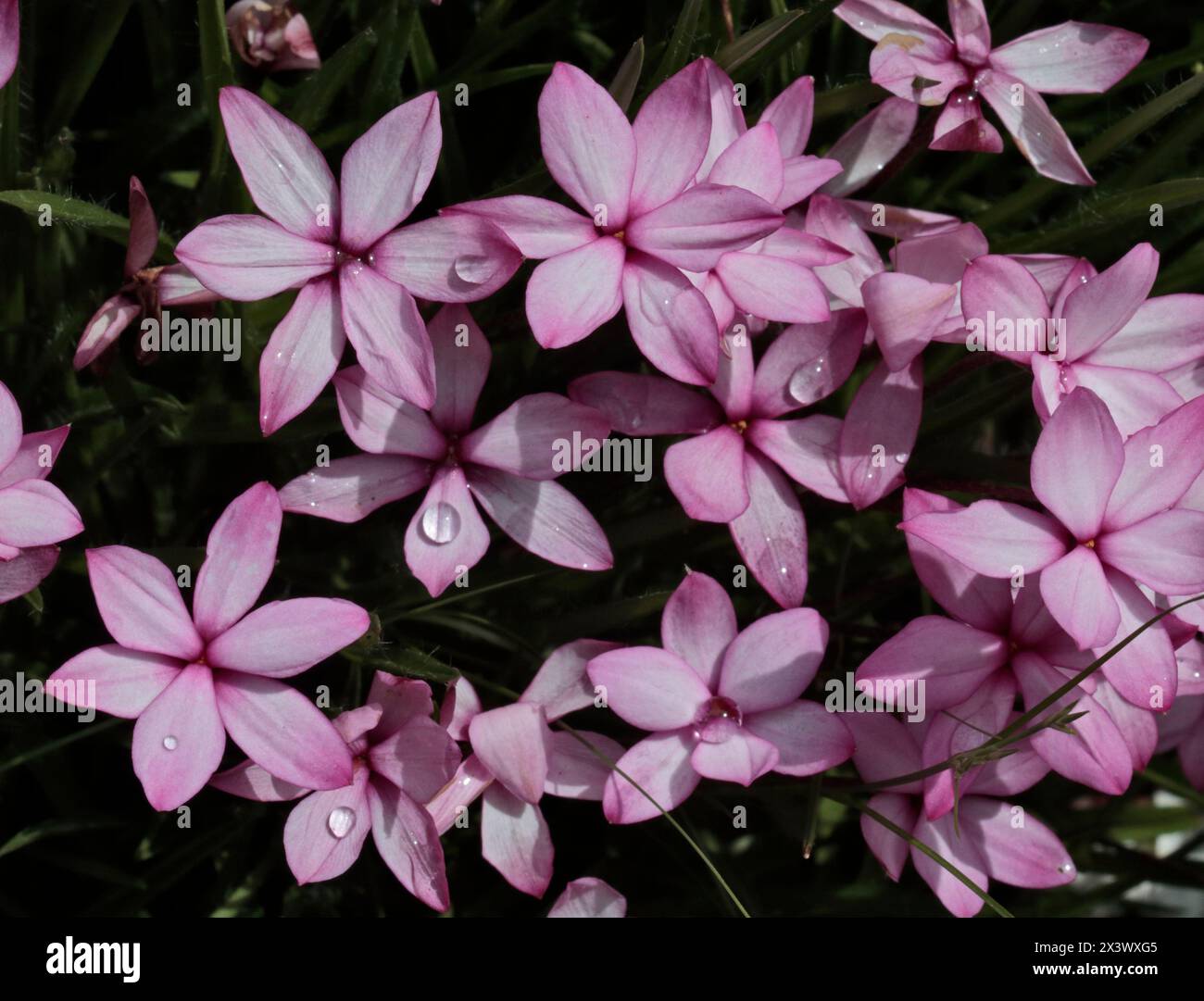 Pink Rhodohypoxis Flowers Stock Photo