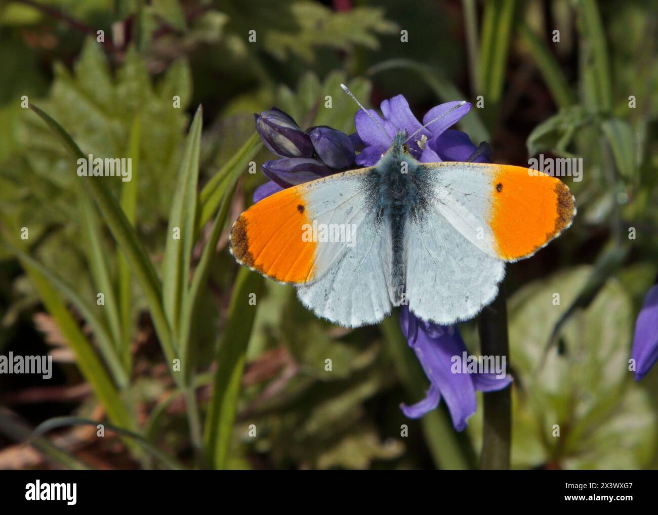 Orange Tip Butterfly (anthocharis cardamines) male, Wales Stock Photo