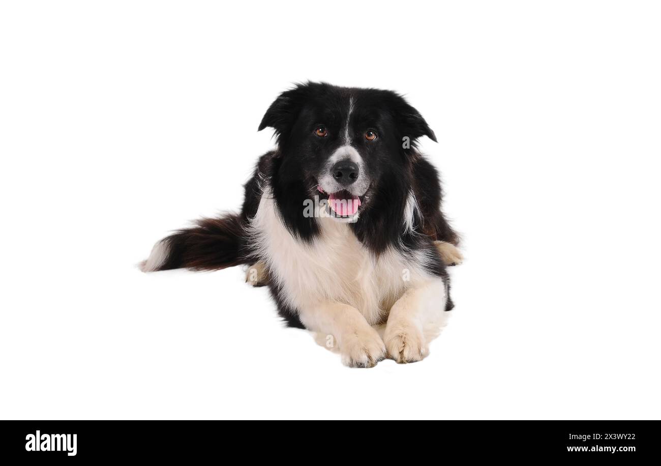 Portrait of purebred border collie isolated on white background. Stock Photo