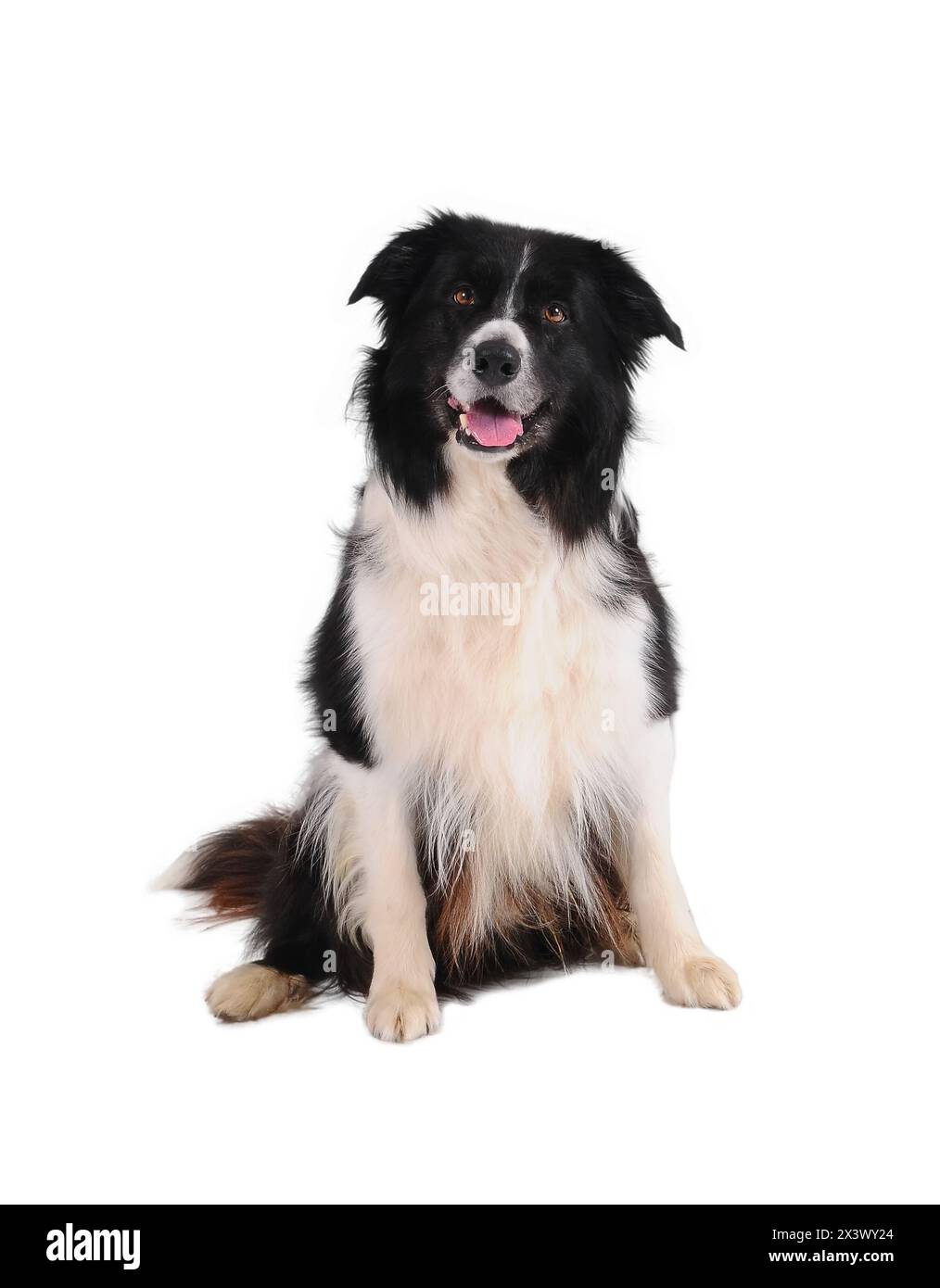 Portrait of purebred border collie isolated on white background. Stock Photo