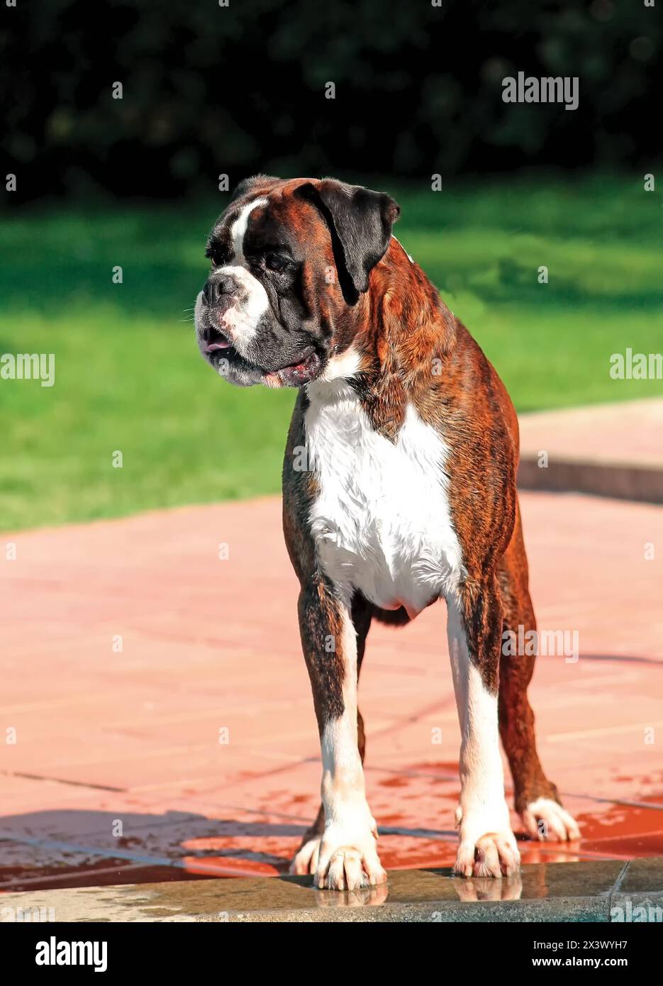 Portrait of dog breed German boxer in outdoors. Stock Photo