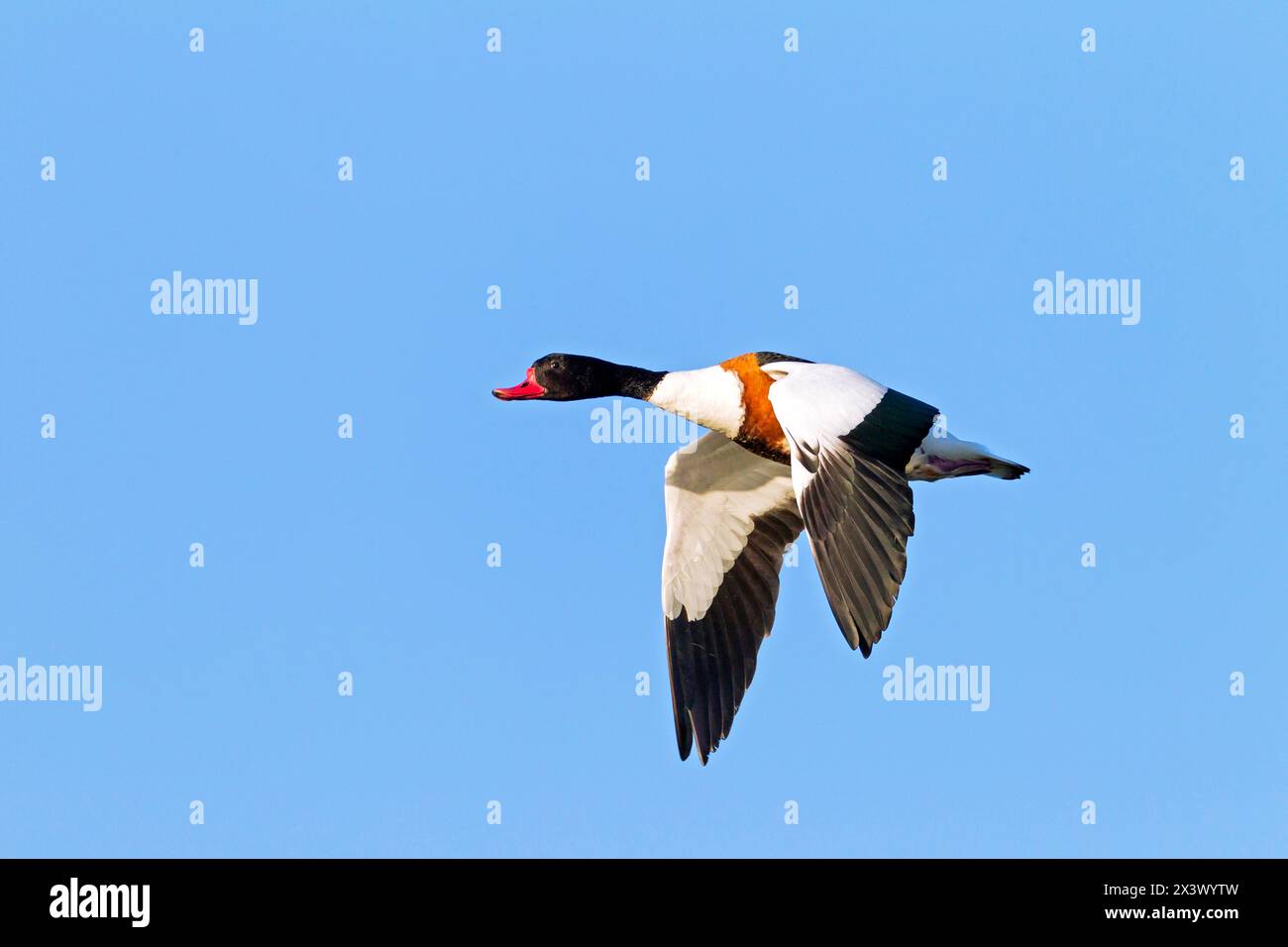 Shell Duck Flying Common shelduck bird flying hi-res stock photography and images - Alamy