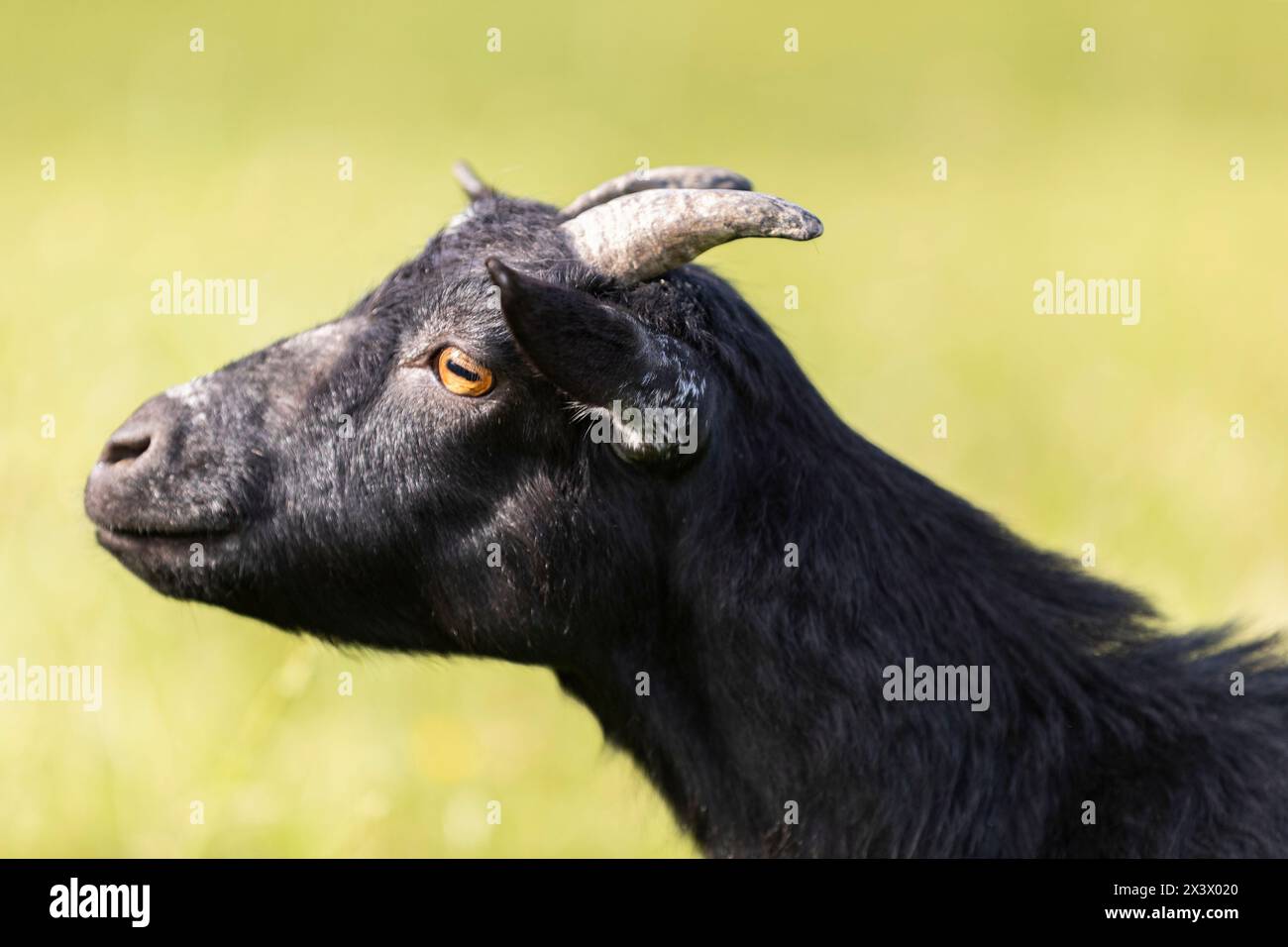 Pygmy Goat (Capra aegagrus hircus). Portrait of adult in summer ...