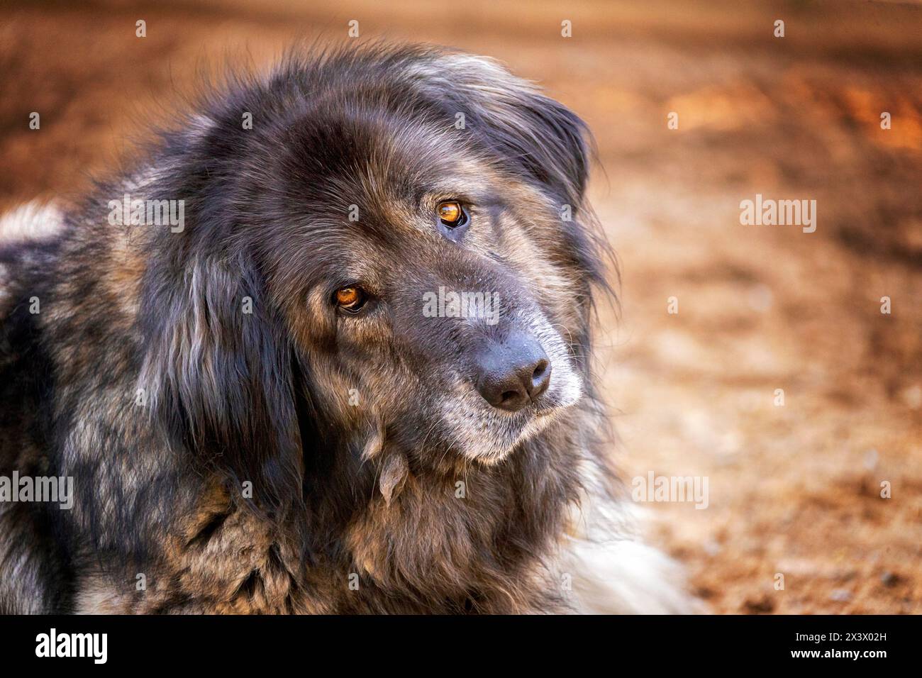 Estrela Mountain Dog. Portrait of senior adult. Portugal Stock Photo