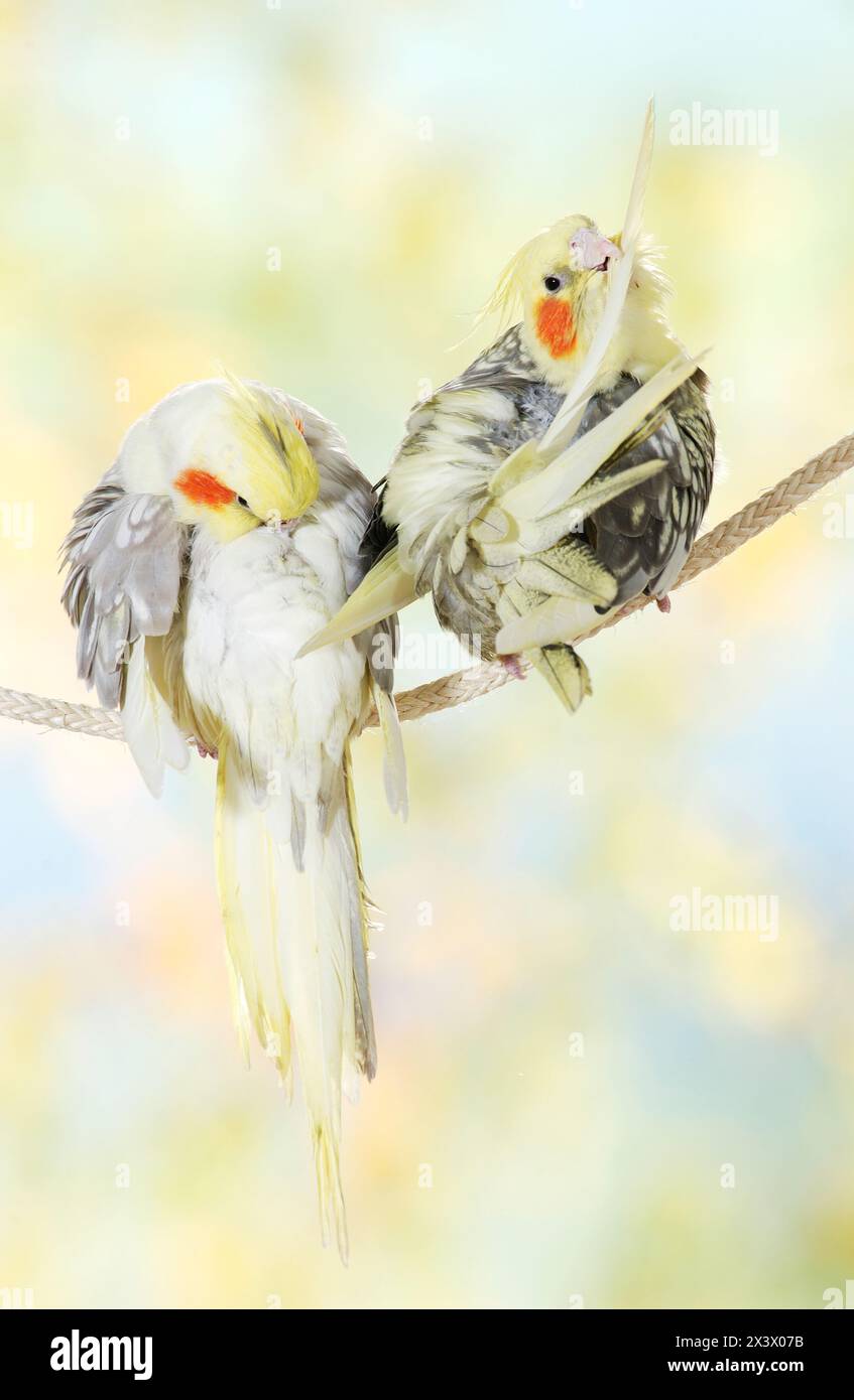 Cockatiel (Nymphicus hollandicus). Two birds on a rope, preening ...