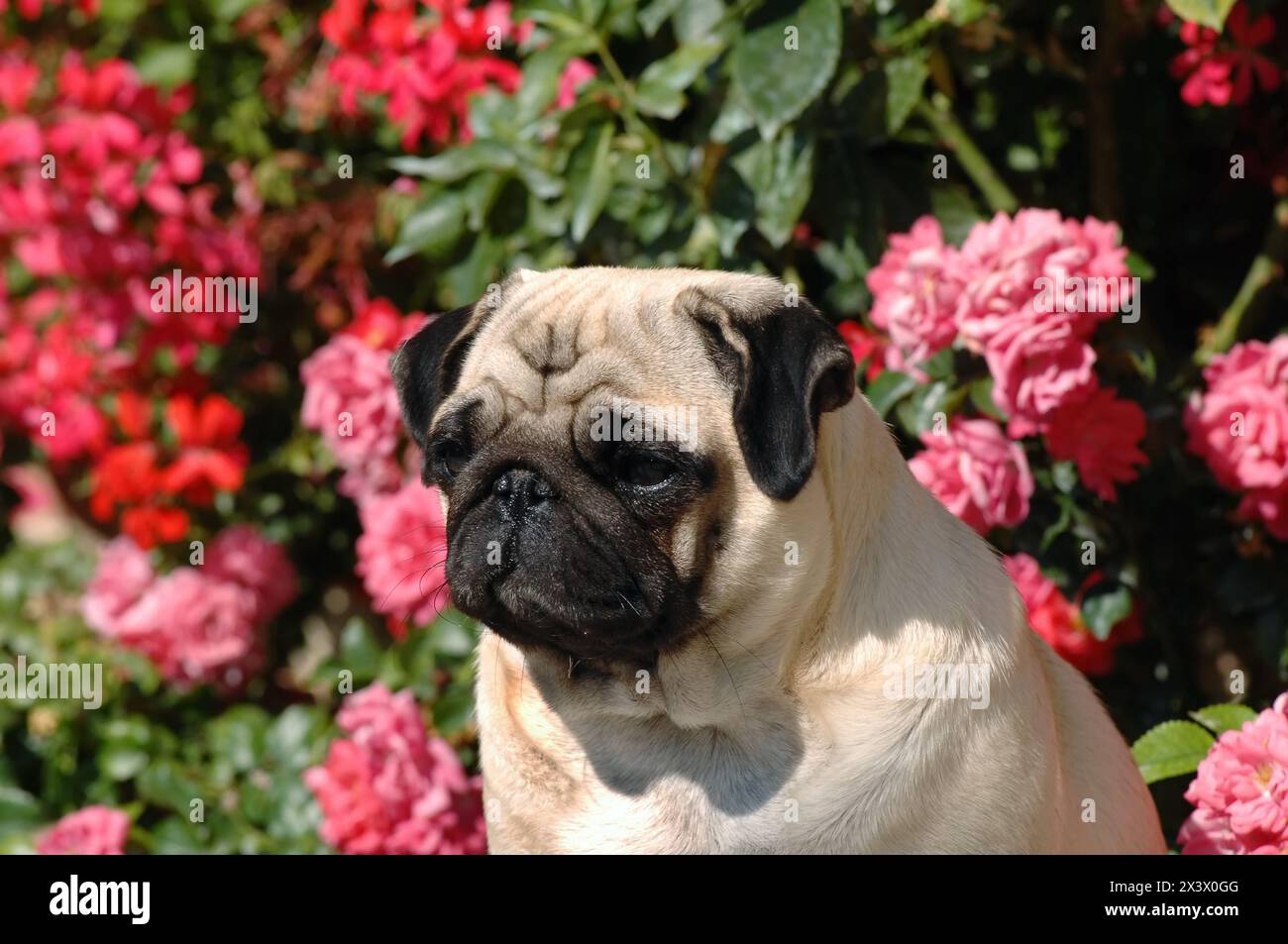 Portrait of nice pug dog in outdoors Stock Photo - Alamy