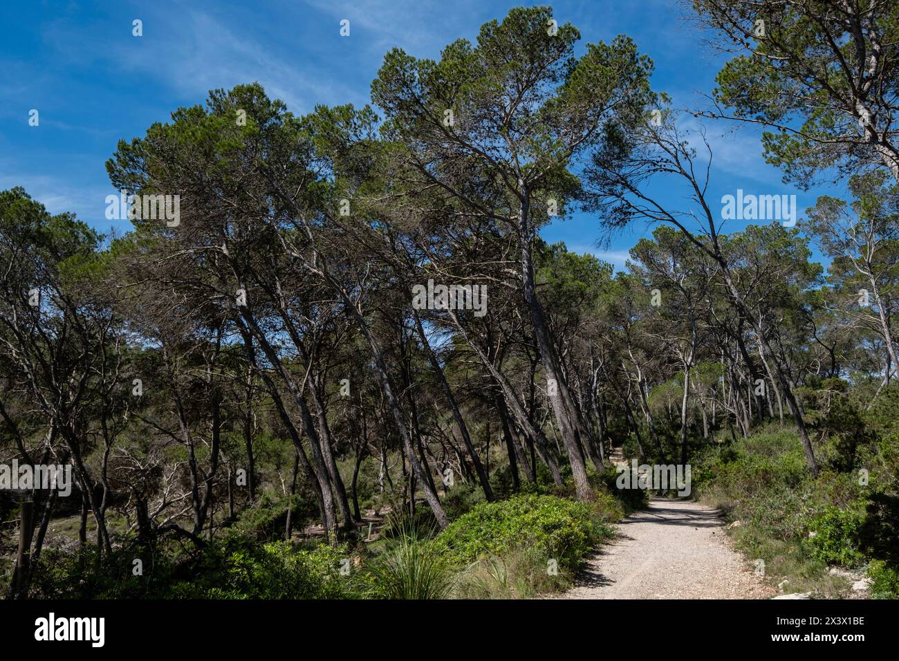 Punta De Ses Gatoves route, Mondragó Natural Park, Santanyí municipal area, Mallorca, Balearic Islands, Spain Stock Photo