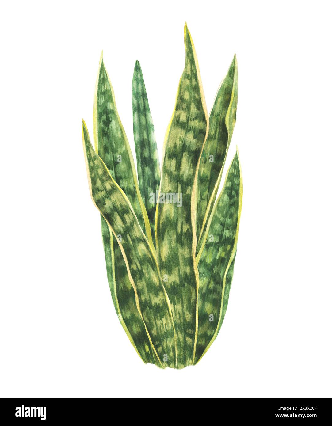 Snake plant, exotic house plants, Sanseviera foliage. Tropical evergreen leaves bunch. Watercolor hand drawn illustration. Green living plant for Stock Photo