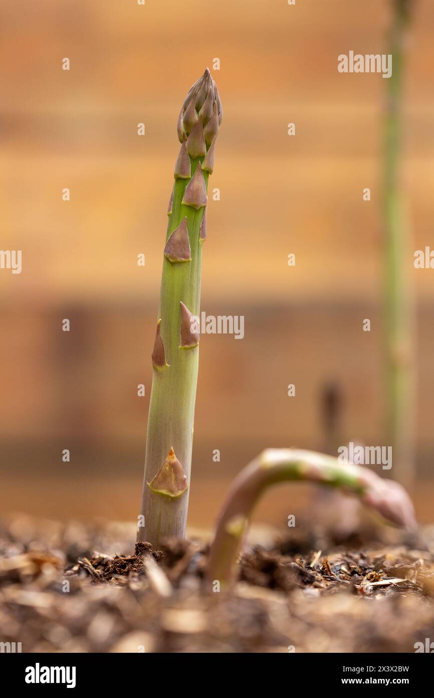 spears of green asparagus growing in a Scottish garden Stock Photo