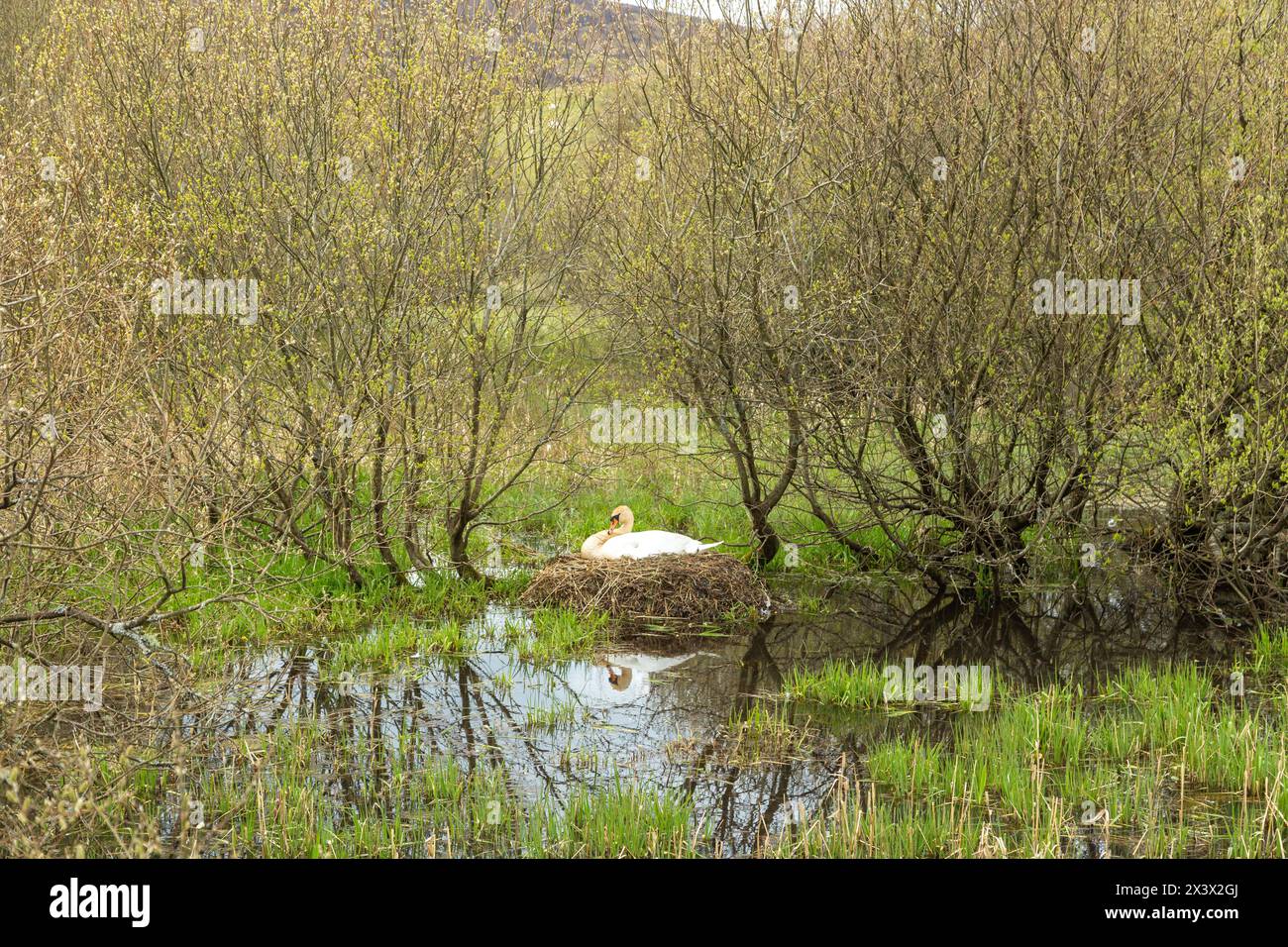Mute Swan Nesting nesting in the Pentland Hills, Midlothian Stock Photo