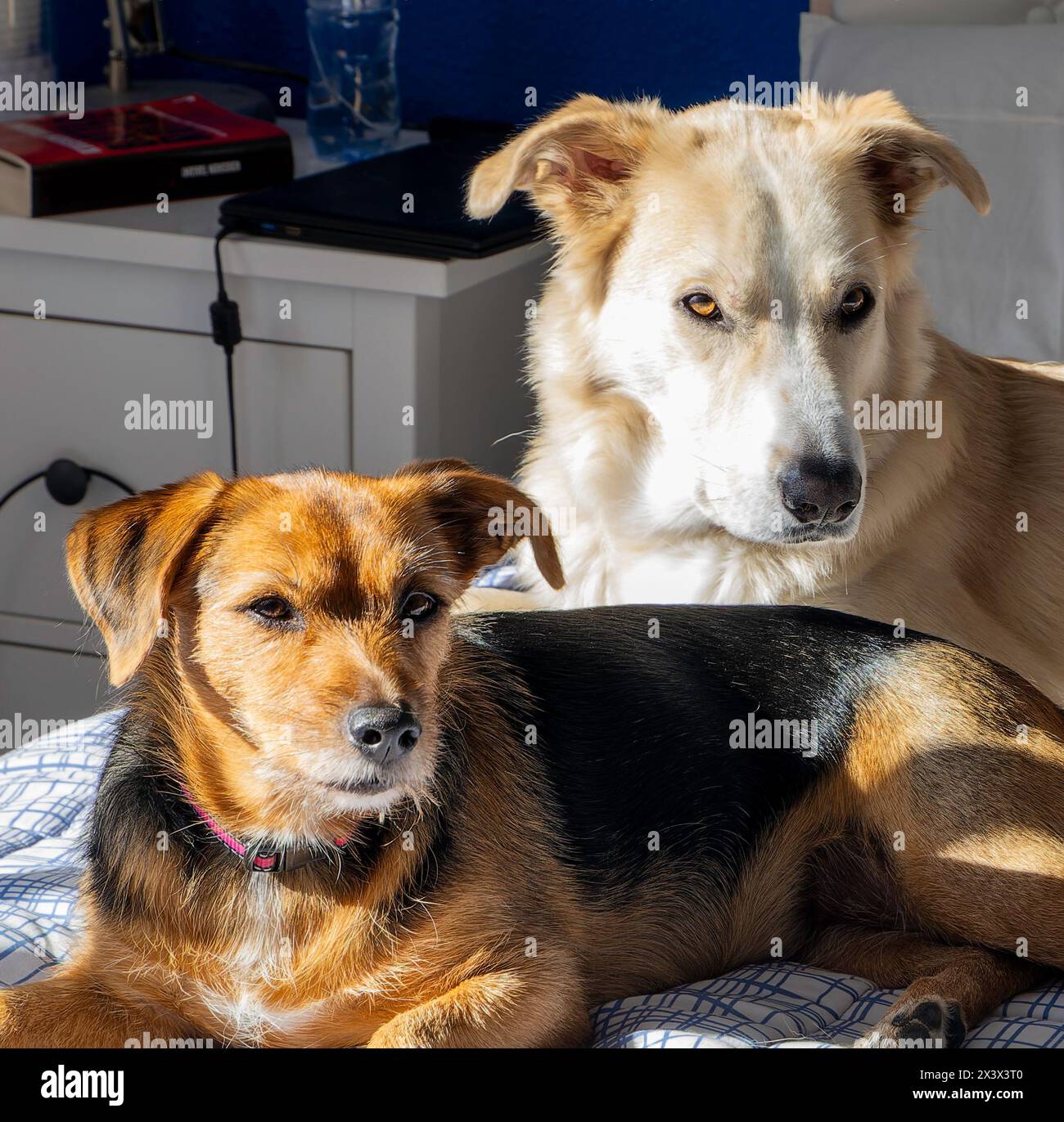 Two dogs looking to each other hi-res stock photography and images - Alamy